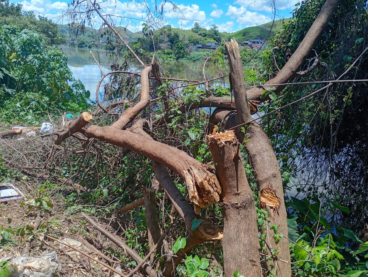 Polícia identifica corte ilegal de árvores após denúncia vinda de Barra Mansa
